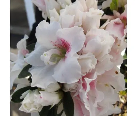 Azalea Japónica Blanca